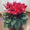 地域イベントの様子とお得な買い物