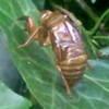 虚蝉
