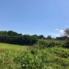 夏の終わりの輝く緑