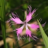 秋！吉台の花