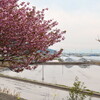 八重桜と菜の花の風景(近江八幡安土町)