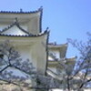 上野の桜