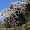 文添の山桜・・