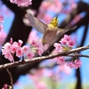 飛翔するメジロ　上野公園での撮影です😊