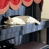 実家の猫「そら」がウチにやってきた🐈🐈🐈