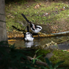 いつもの公園　水場と紅葉　その1