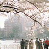 ある日の東京桜散歩から