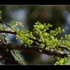 安曇野　【オオルリ】　　【カラマツ】の芽吹き