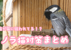 野鳥・シジュウカラの巣箱の野良猫対策をしてみた！安全な方法まとめ