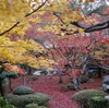 京都紅葉ー瑞厳山『圓光寺』（洛北)