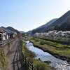 お花見はしご ⑥　ある夏の日