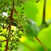 マスカットベーリーAの開花