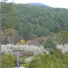 小梨の花が山を駆け上がって