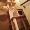  【我が家の猫さん】キャットタワーがそびえ立つ【我が家の猫ボクサー】