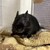くろごまあん二世 574日目