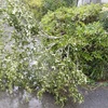 昨夜はかなり強い風雨、大切な山椒の木がなぎ倒されました。