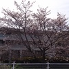 近所の桜の写真を撮ってきました