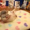 ソマリの赤ちゃんお披露目です＼(^o^)／