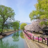 【徒然】2024年4月のトレーニングレポート　安曇野の桜、AACR2024で120キロ走破