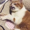 猫写真♯612