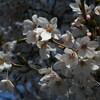 ようやく、桜（ソメイヨシノ）が見頃になりました。