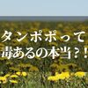 タンポポを食べる？！でも毒があるって聞いたんだけど…