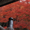 題名「紅葉」