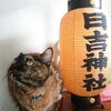 今週末は春まつり