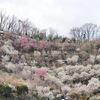 春の花見山公園他