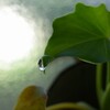 電光・朝露の、夢幻の間の人生に意味はあるか