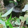 コロナでもやる！河川清掃