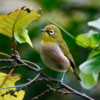 近所の大きな公園で探鳥