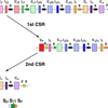 Sequential class switching is required for the generation of high affinity IgE antibodies.