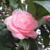 ツバキ展 (百合が原公園)