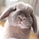 アップルパイを探してみる話し