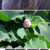 うさぎものびてる