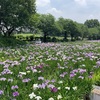 赤堀 花しょうぶ園