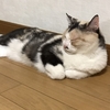 猫の日