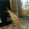 金魚部屋のフナ エサの適量は