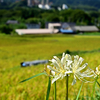 寺坂棚田から羊山公園