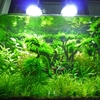 夜の My Garden Aquarium