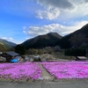 今年も咲きました芝桜