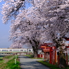 満開の桜並木の続く白水川を渡る、719系を撮る！