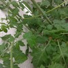 カインズのミニトマトが鈴なりに｜誘引中に花のついた先端が折れました