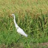 稔る稲穂とチュウサギ