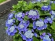 開成町「あじさいの里」 見ごろを迎えたたくさんの紫陽花を今年(2025)も鑑賞