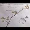 エミータS.271／サンシュユ(山茱萸)