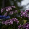 朝から‥季節に似合わぬ冷たい雨