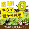 種からキウイフルーツの栽培。キウイの発芽は簡単！4年１か月22日経過、元気だけど花が咲かない。（2020年４月３日スタート part２）【種編】