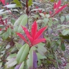 Photinia glabra　カナメモチ